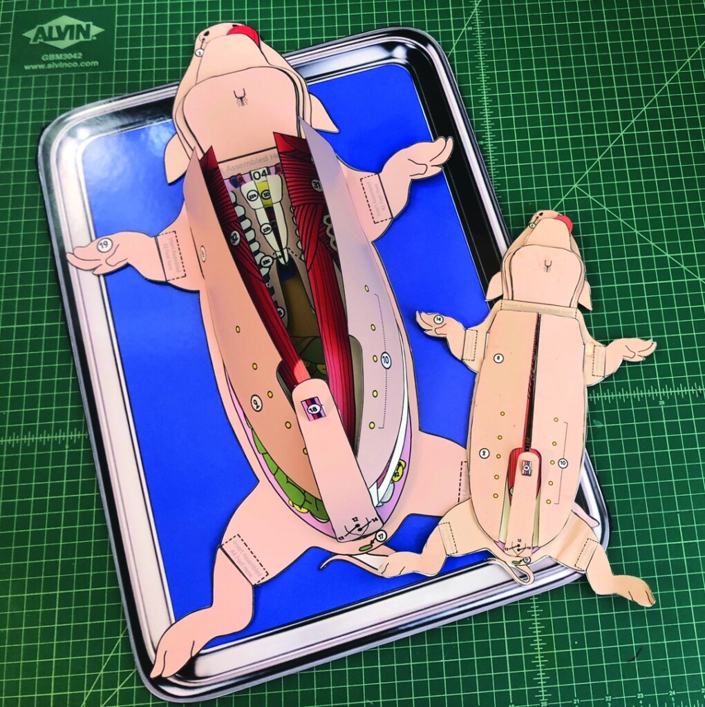 online dissection