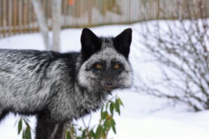 fox_domestication