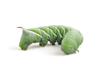 hornworm