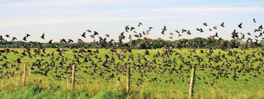 bird flock