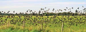 bird flock