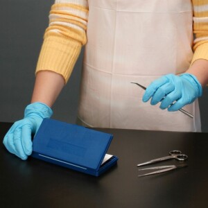 dissection
