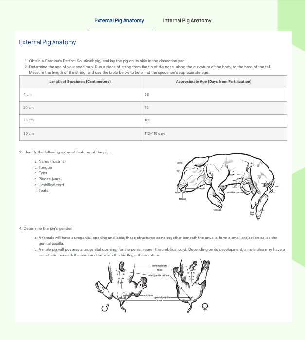 pig dissection guide