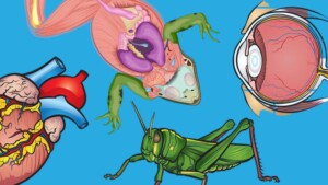 dissection guides