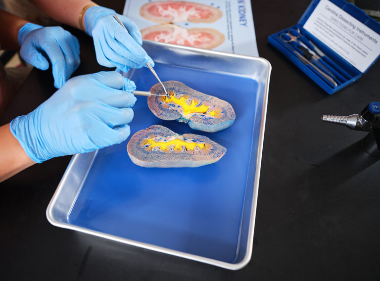 Dissection Tile Free Dissection Resources