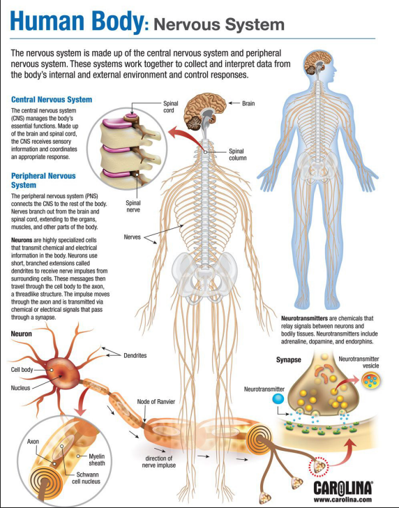 Central Nervous System And Peripheral Nervous System Diagram Central