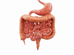 digestive system