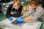 frog dissection