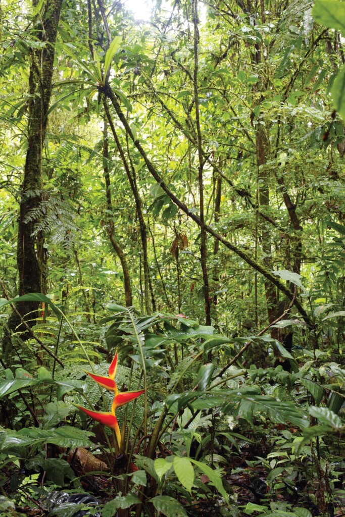 plant biodiversity