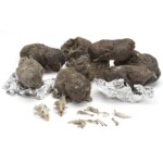 owl pellets