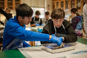 dissection