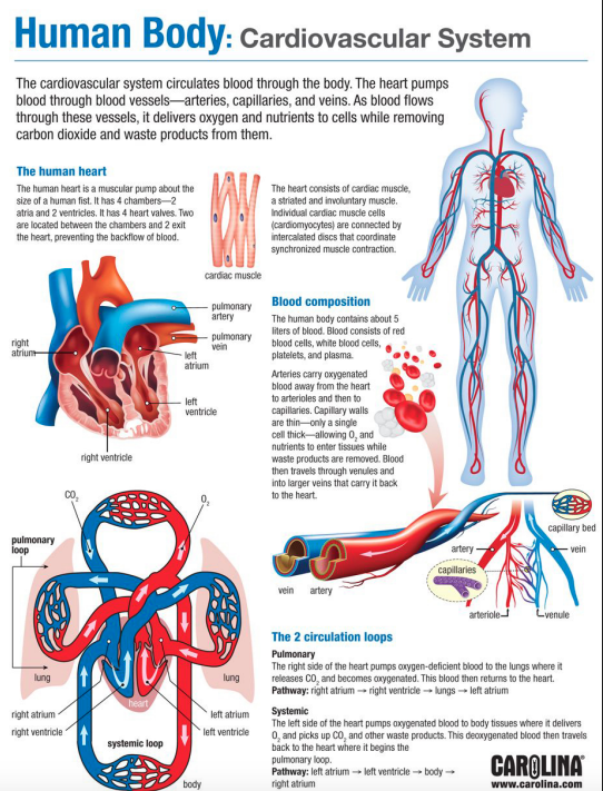 cadriovascular infographic