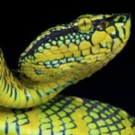 pitviper