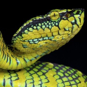 pitviper