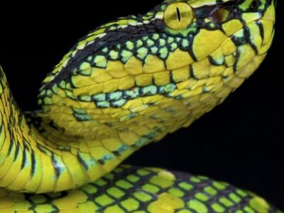pitviper