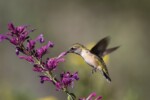 hummingbird