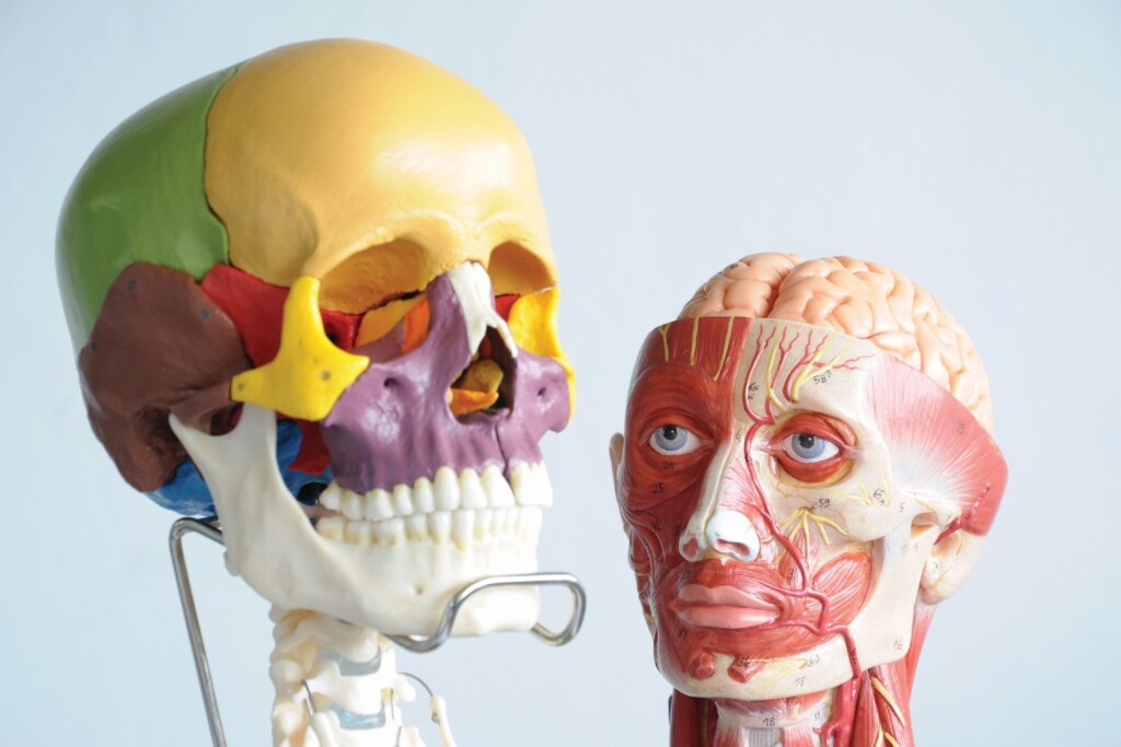 skull models