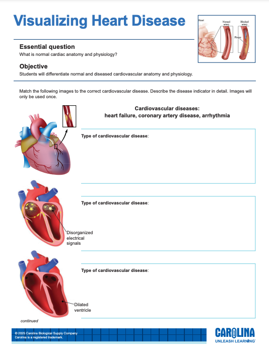 visualizing-heart