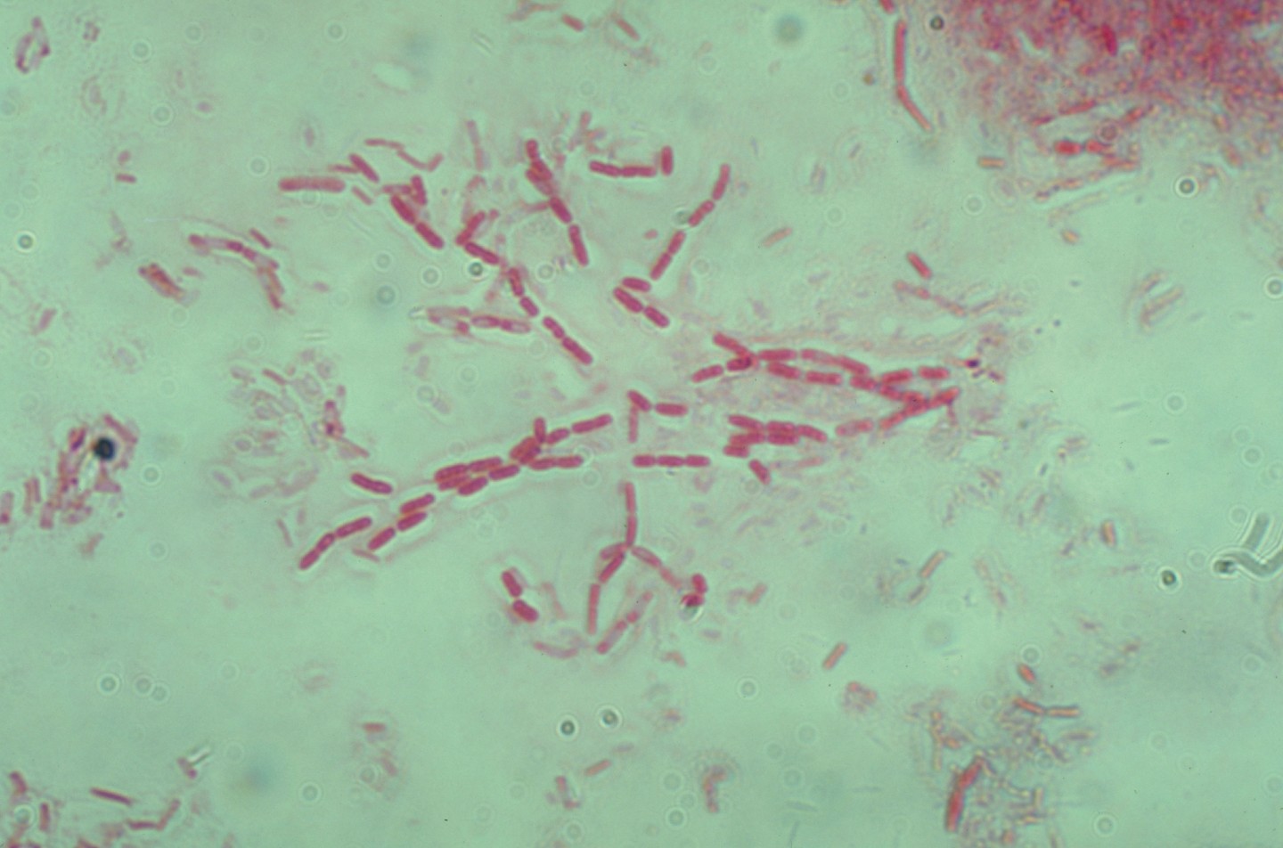 bacillus subtilis (rods)