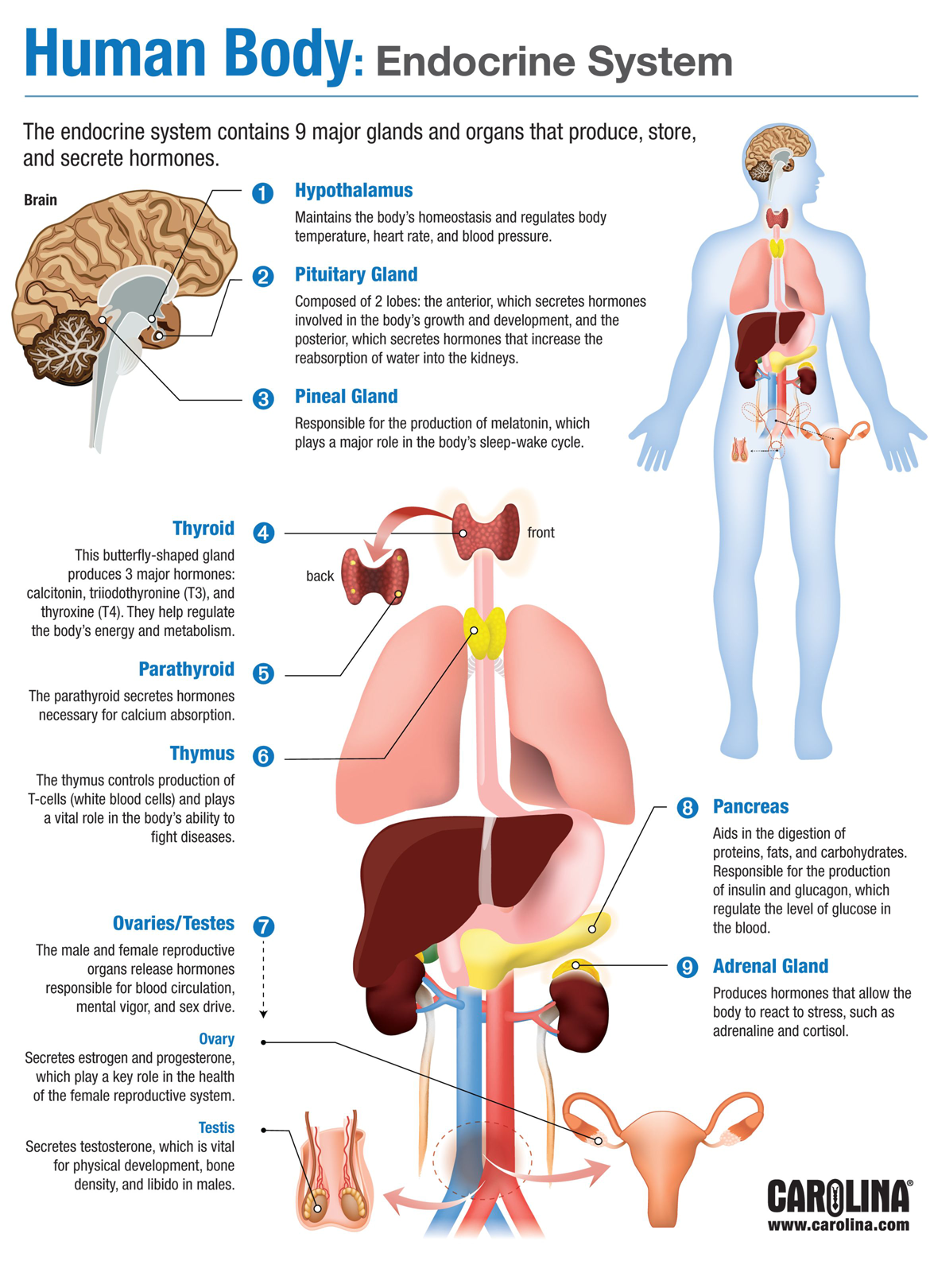 Endocrine body sytems infographic