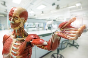 anatomy model