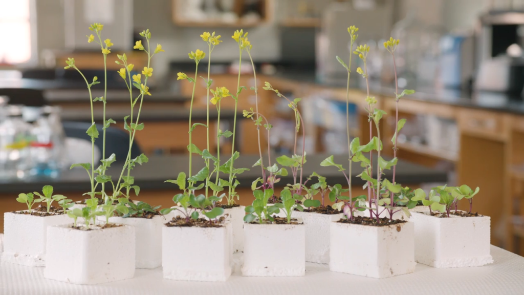 fast plants