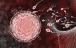 human fertilization