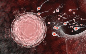 human fertilization