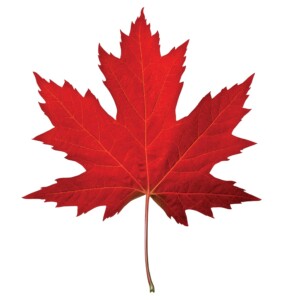 red maple leaf