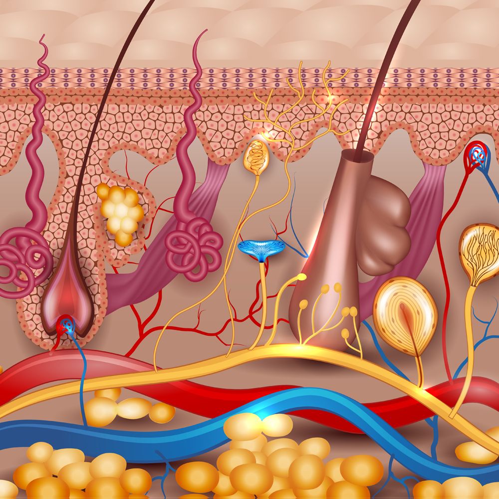 cutaneous-2-point-discrimination_249406009