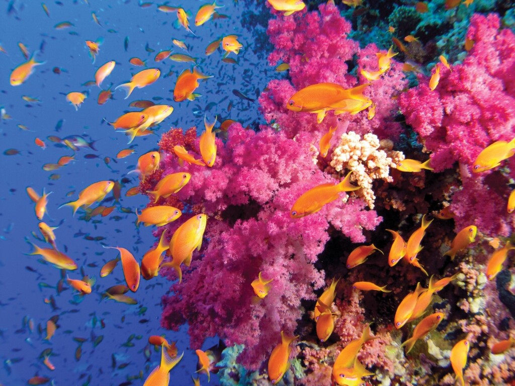 Coral reef