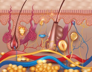 Human skin detailed diagram