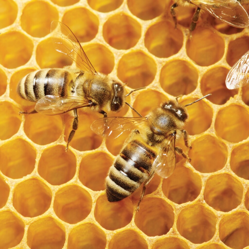 Macro of working bees on honeycells