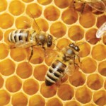Macro of working bees on honeycells