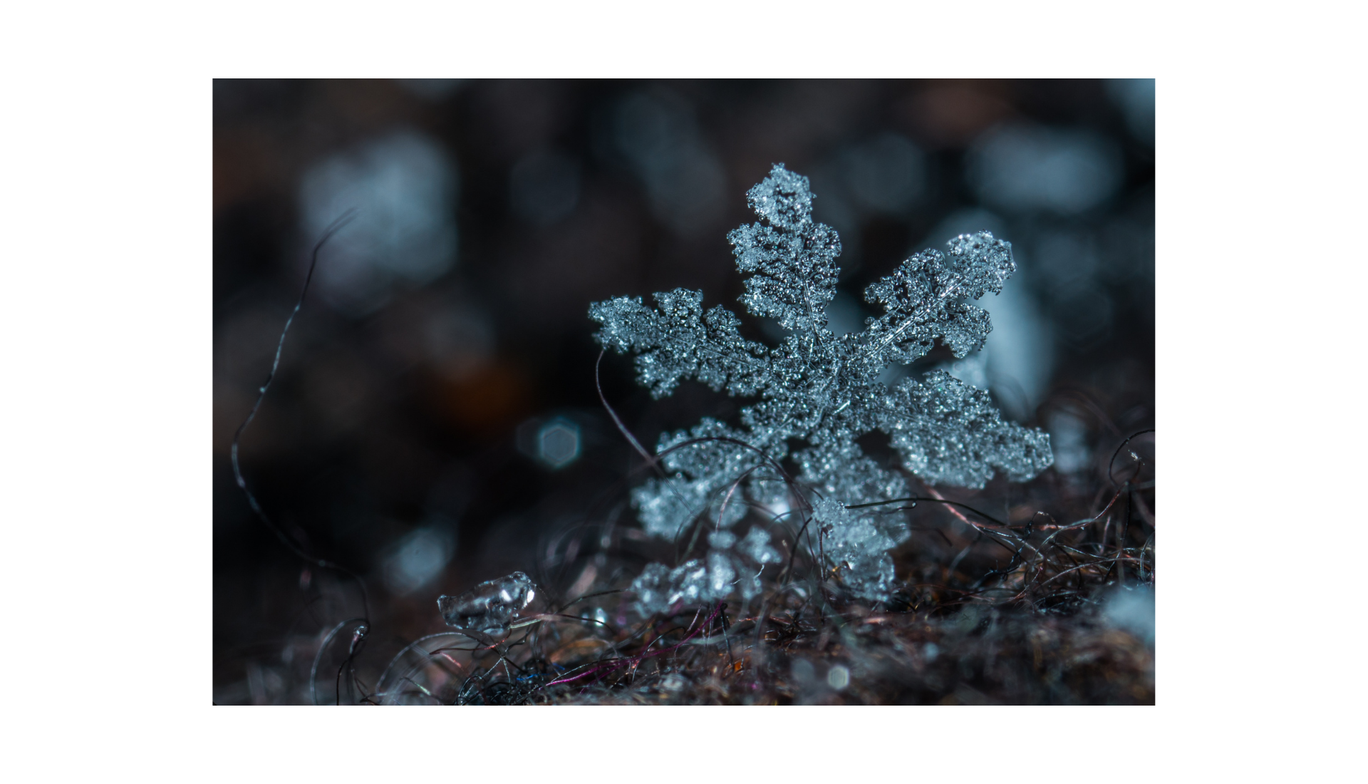 Macro photography of snowflake