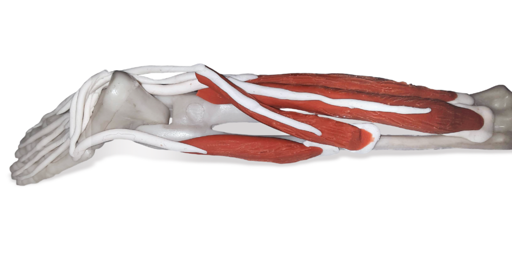 Fibularis Brevis