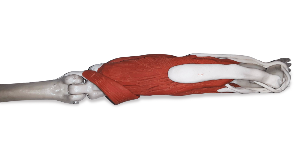 Popliteus