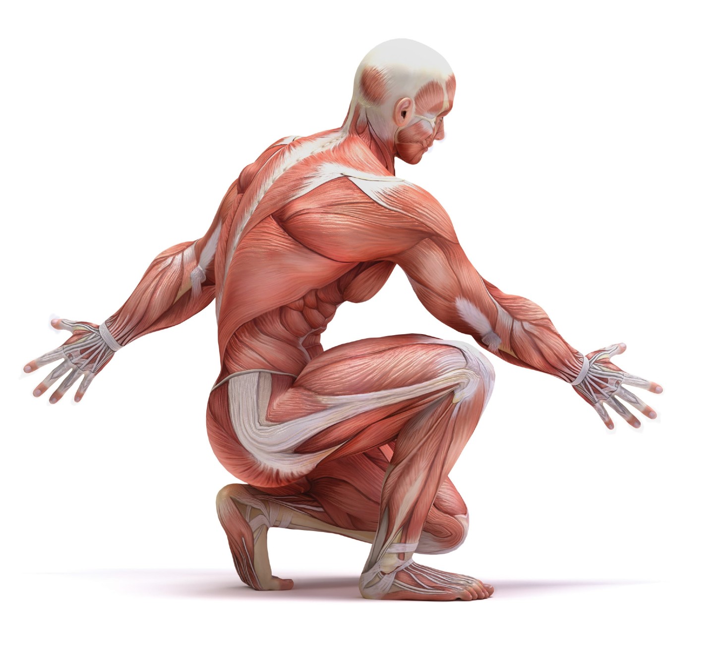 PPT - Muscle Structure and Function PowerPoint Presentation, free