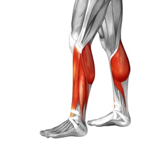 Lower Leg