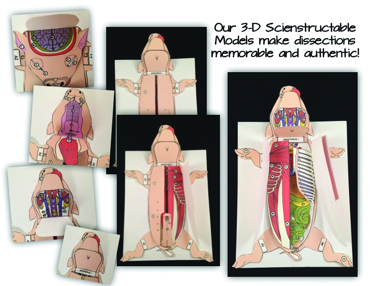 Scienstructable Models