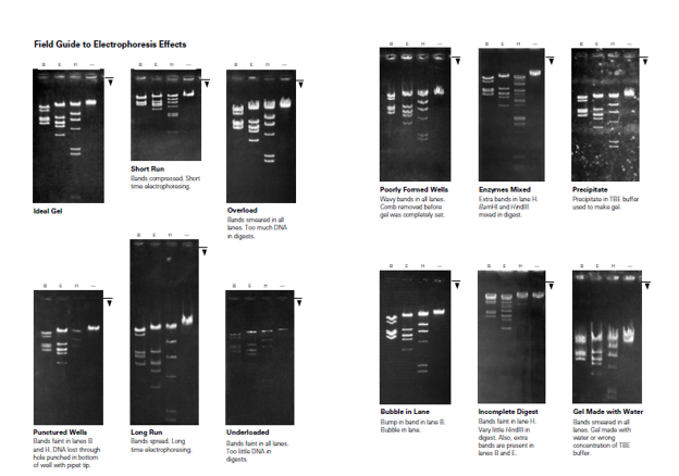 Field Guide to Electrophoresis Effects.
