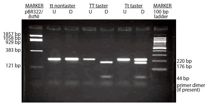 An ideal gel for our PTC Extraction, Amplification, and Electrophoresis Kit.