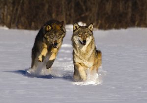 Animals in the snow
