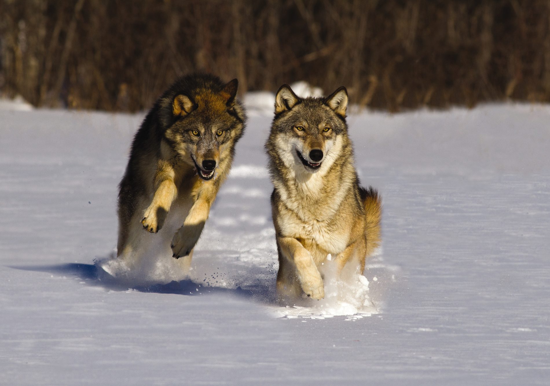 Animals in the snow