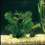 Aquatic snails crawling on elodea