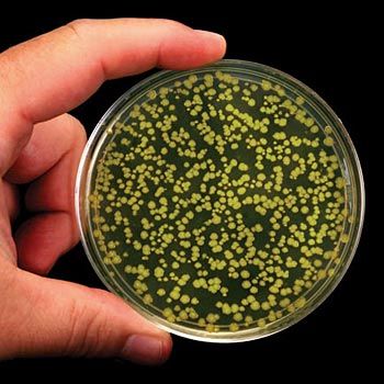 A bacterial plate