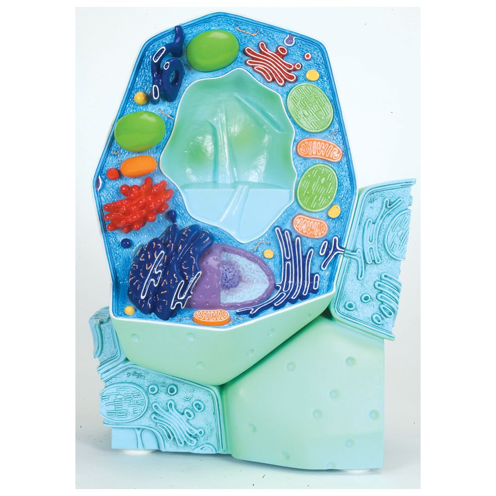 Model of a plant cell depicting organelles and cell walls