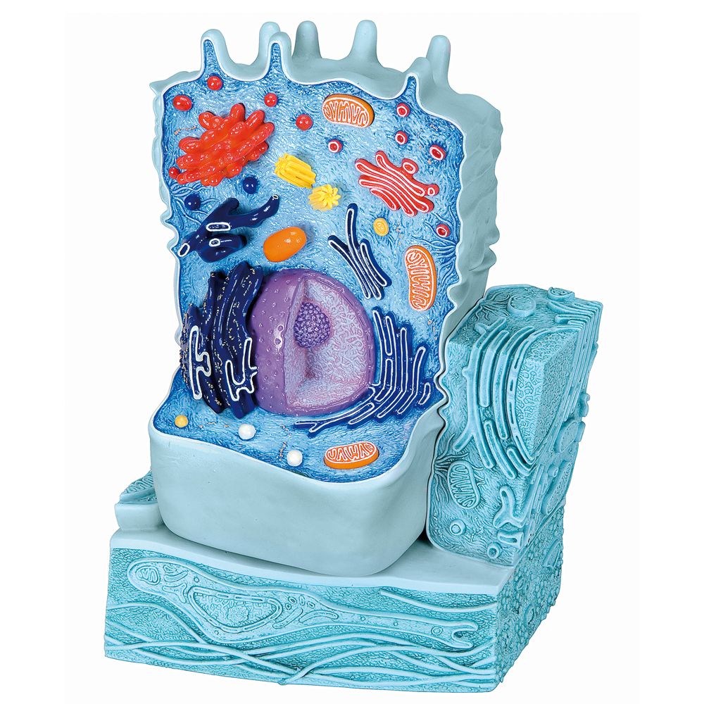 A model of an animal cell with 3D representations of organelles