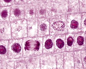 Micrograph of onion root tip.