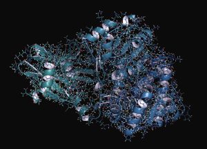 Computer rendering of a protein showing the secondary structure consisting of alpha helix and beta sheets. Tertiary and Quaternary structure is also shown.